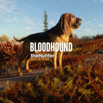 theHunter: Call of the Wild - Bloodhound